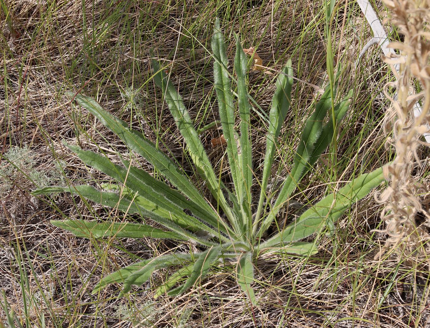 Изображение особи Onosma transrhymnensis.