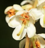 Pyrola dahurica