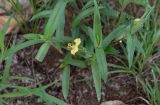 Commelina africana