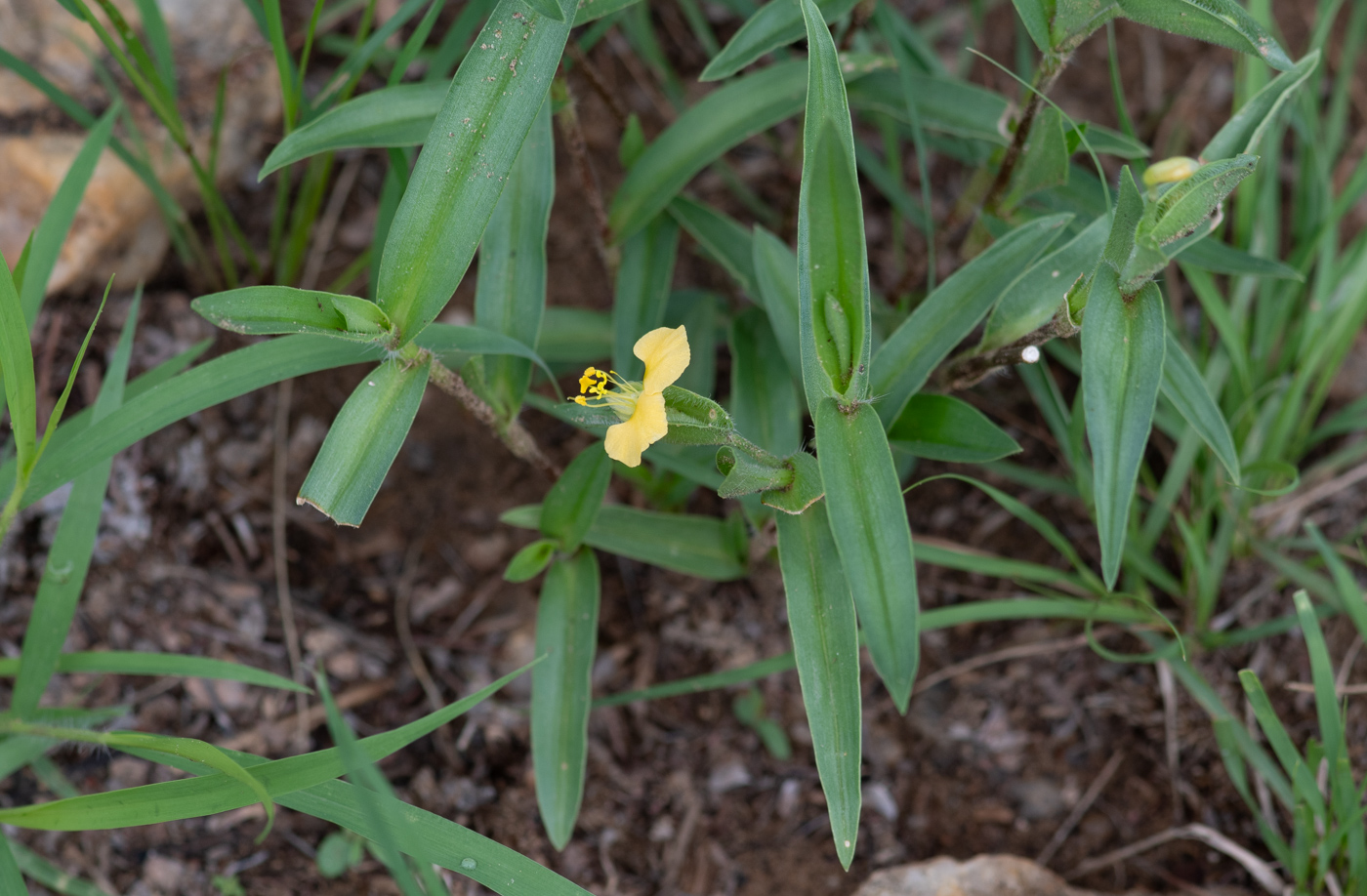 Изображение особи Commelina africana.