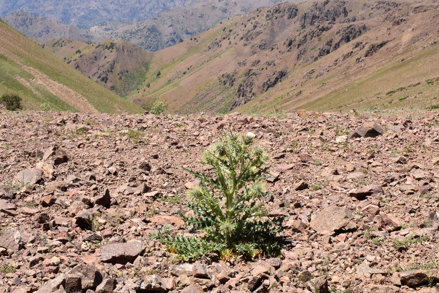 Image of Cirsium semenowii specimen.