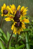 Rudbeckia hirta. Аномальное соцветие. Пермский край, пос. Юго-Камский, частное подворье. 6 июля 2020 г.