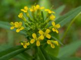 Erysimum cheiranthoides