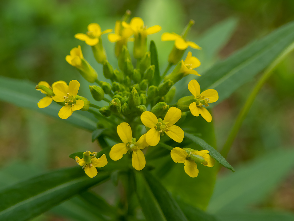 Image of Erysimum cheiranthoides specimen.