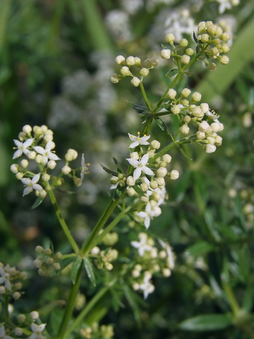 Изображение особи Galium mollugo.