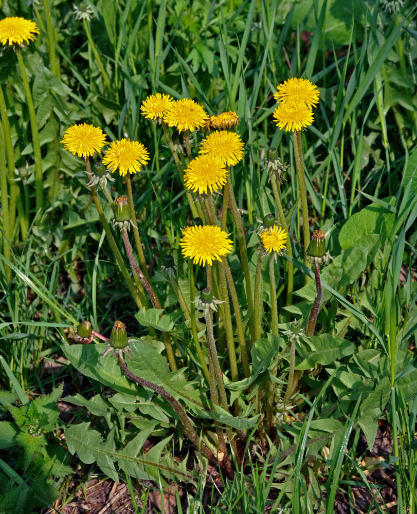 Изображение особи Taraxacum officinale.