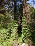 Humulus lupulus. Вегетирующие растения на остатках прошлогодних побегов. Тверская обл., Весьегонский р-н, ур. Пленница, сосновый бор, край поляны. 18 июня 2020 г.