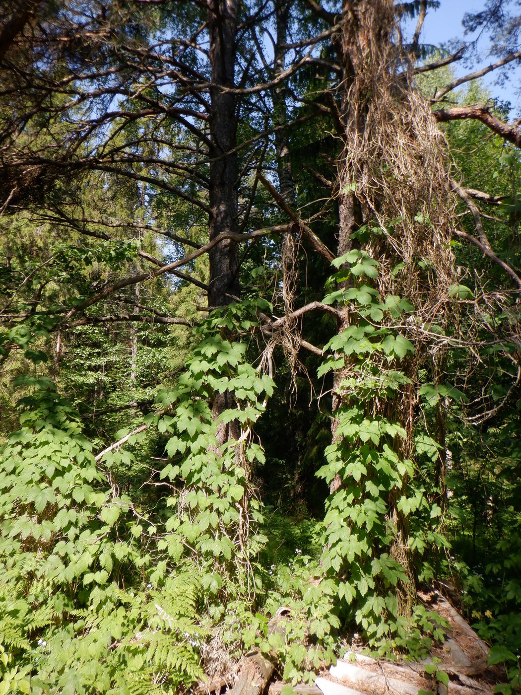 Image of Humulus lupulus specimen.