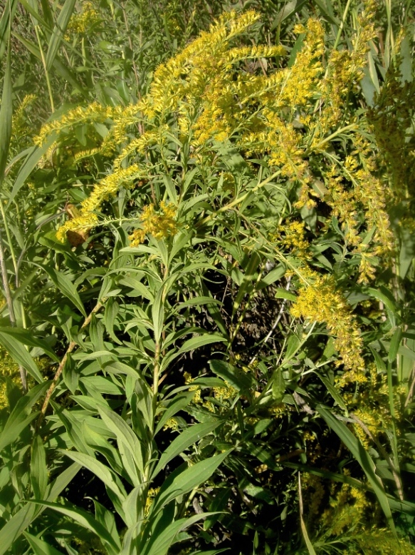 Изображение особи род Solidago.