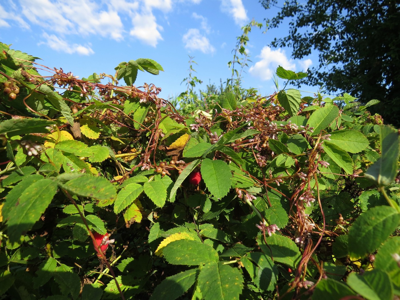 Изображение особи Cuscuta lupuliformis.