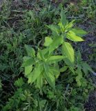 Helianthus tuberosus