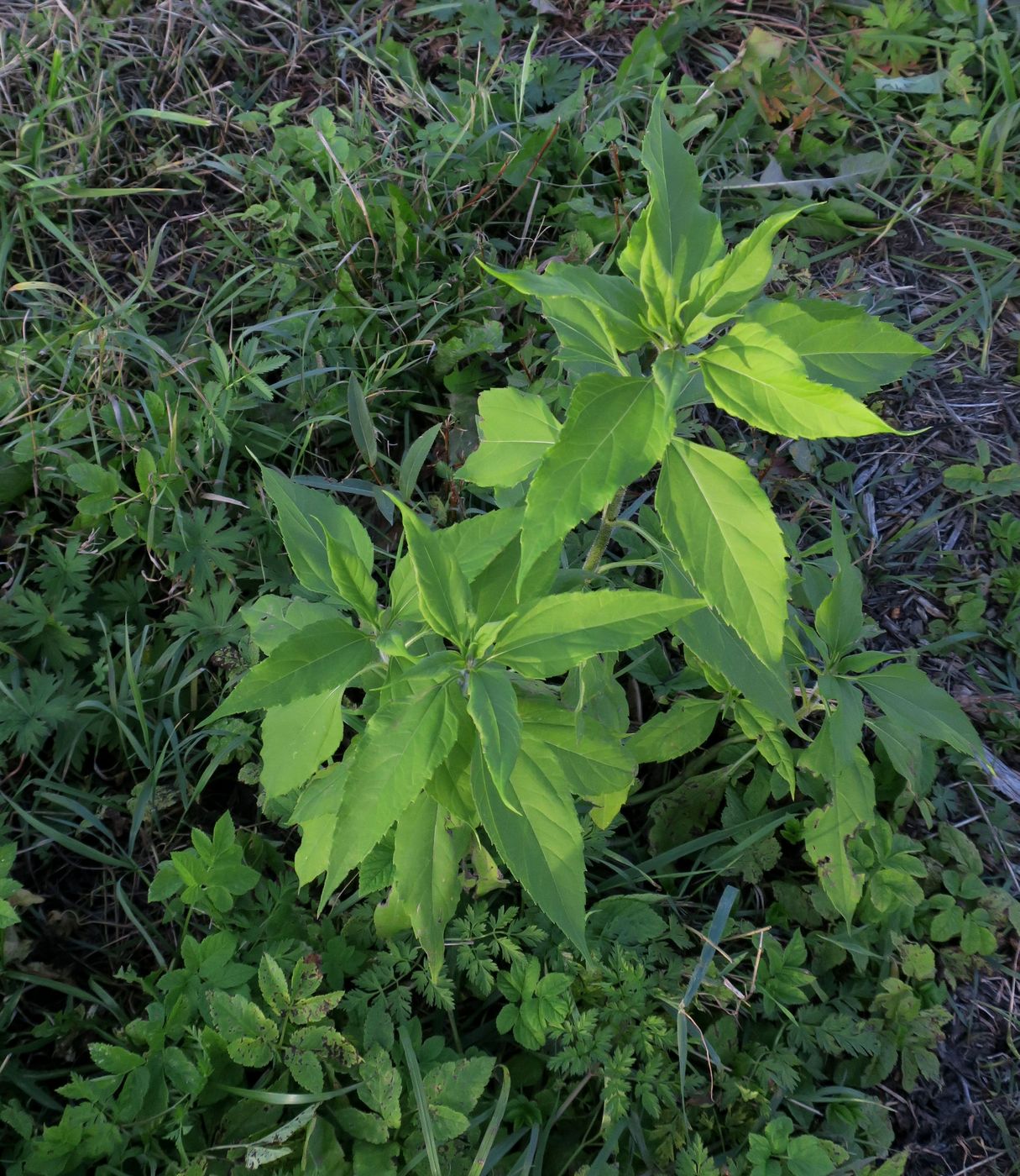 Image of Helianthus tuberosus specimen.