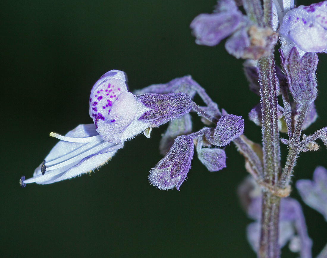 Image of Isodon japonicus var. glaucocalyx specimen.