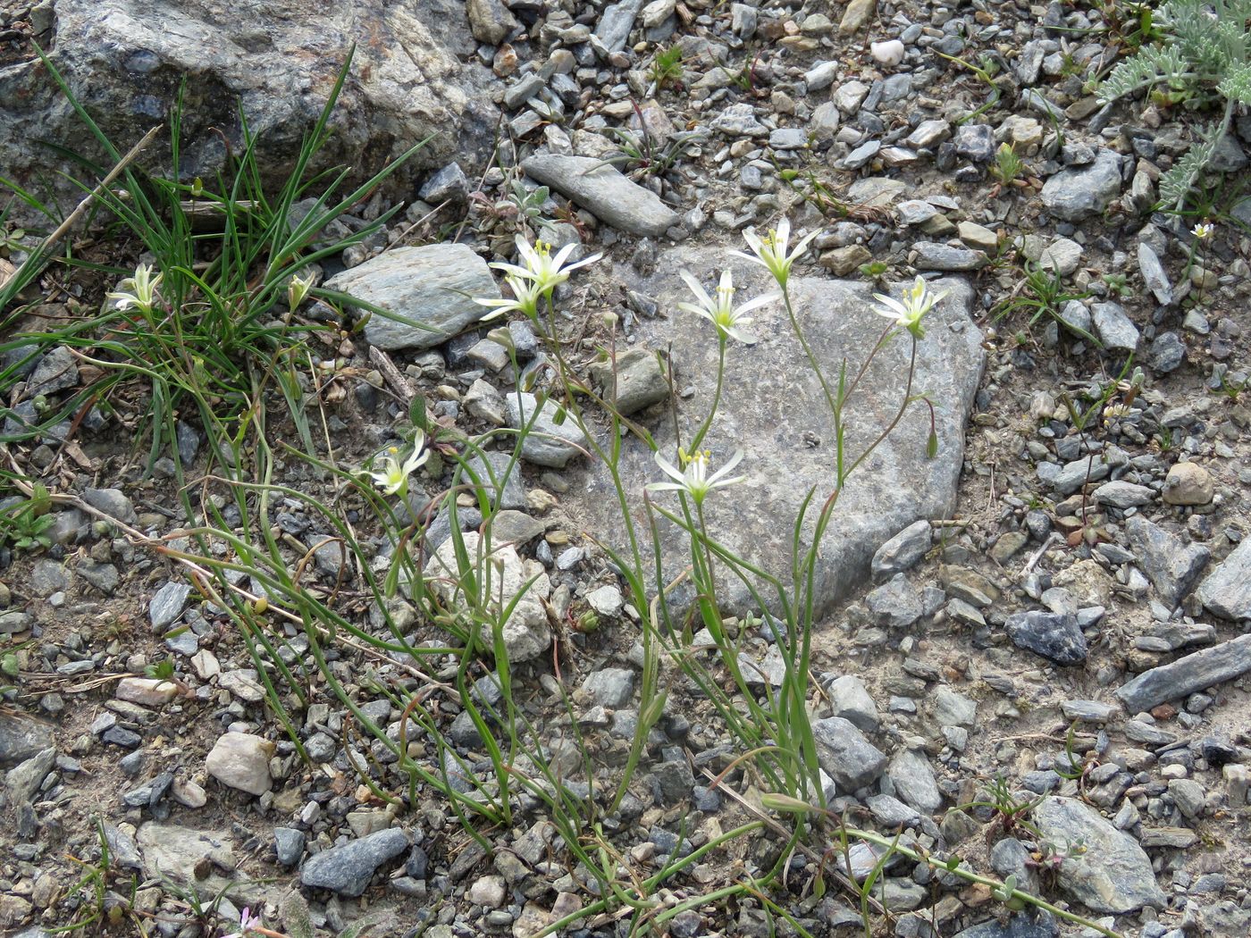 Image of Gagea ova specimen.