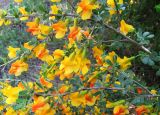 Caragana frutex