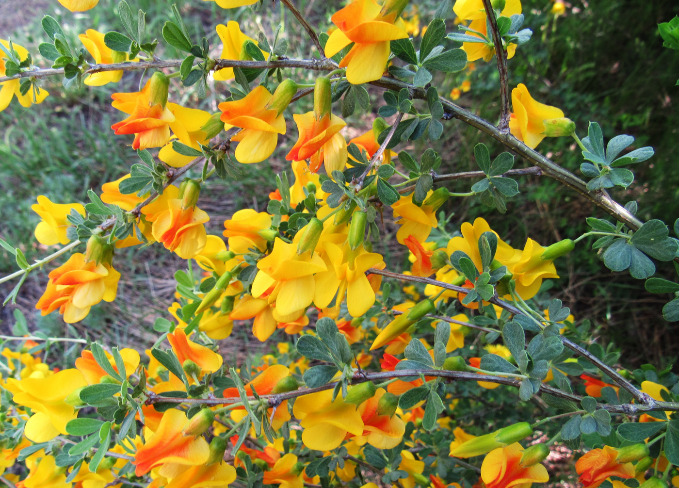 Image of Caragana frutex specimen.