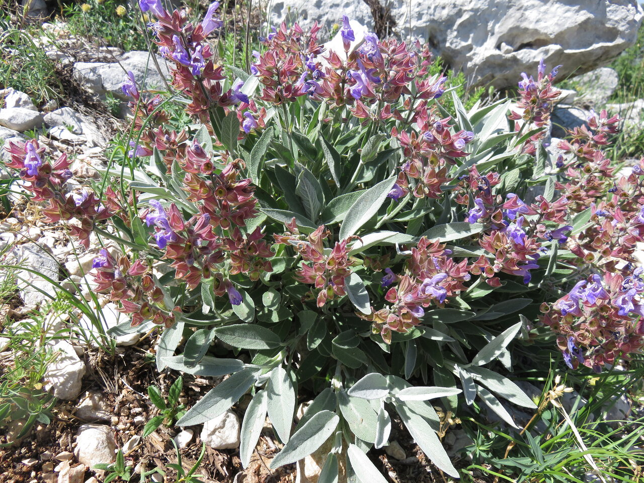 Image of Salvia officinalis specimen.