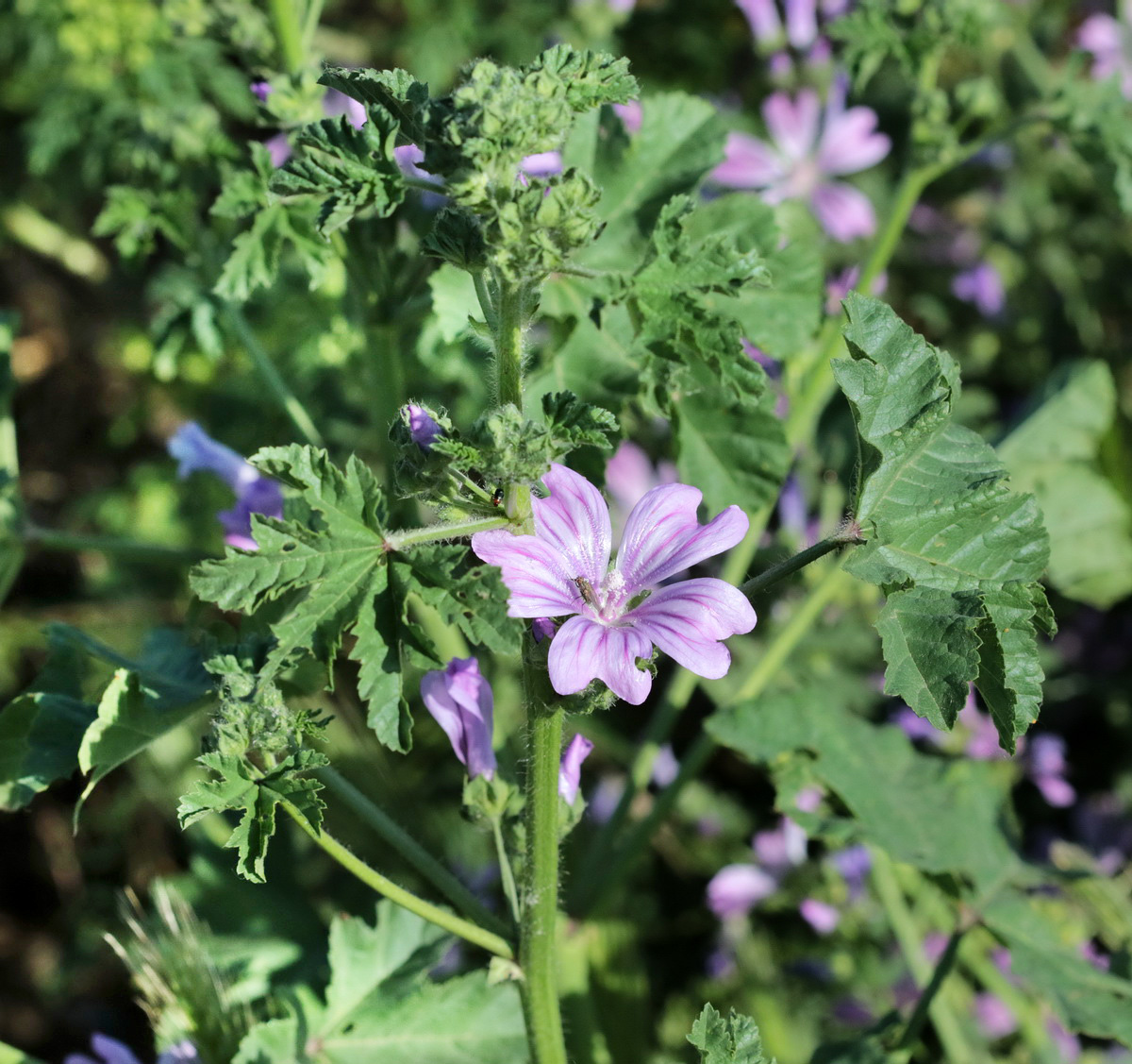 Image of Malva sylvestris specimen.