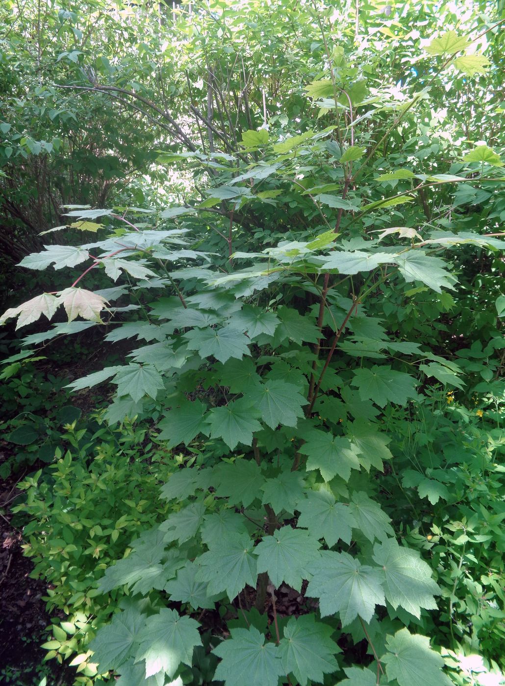 Image of Acer japonicum specimen.