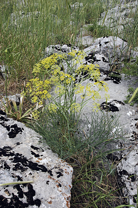 Изображение особи Ferula leucographa.