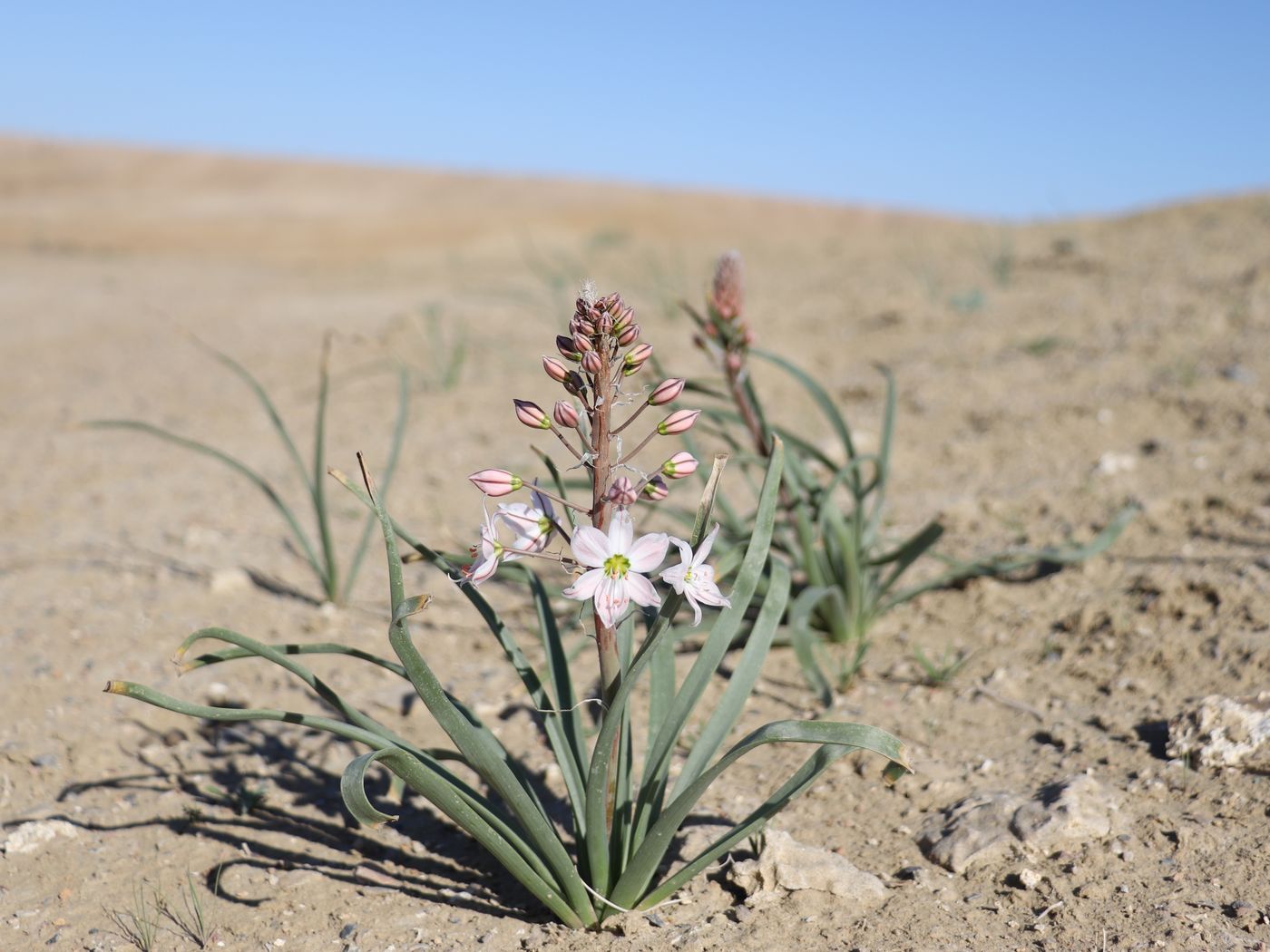 Изображение особи Eremurus korolkowii.