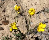 Ranunculus platyspermus