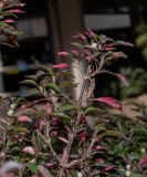 Alternanthera ficoidea. Верхушка веточки с соцветием. Израиль, Шарон, г. Герцлия, сквер. 11.05.2021.