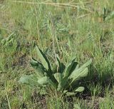 Senecio paucifolius