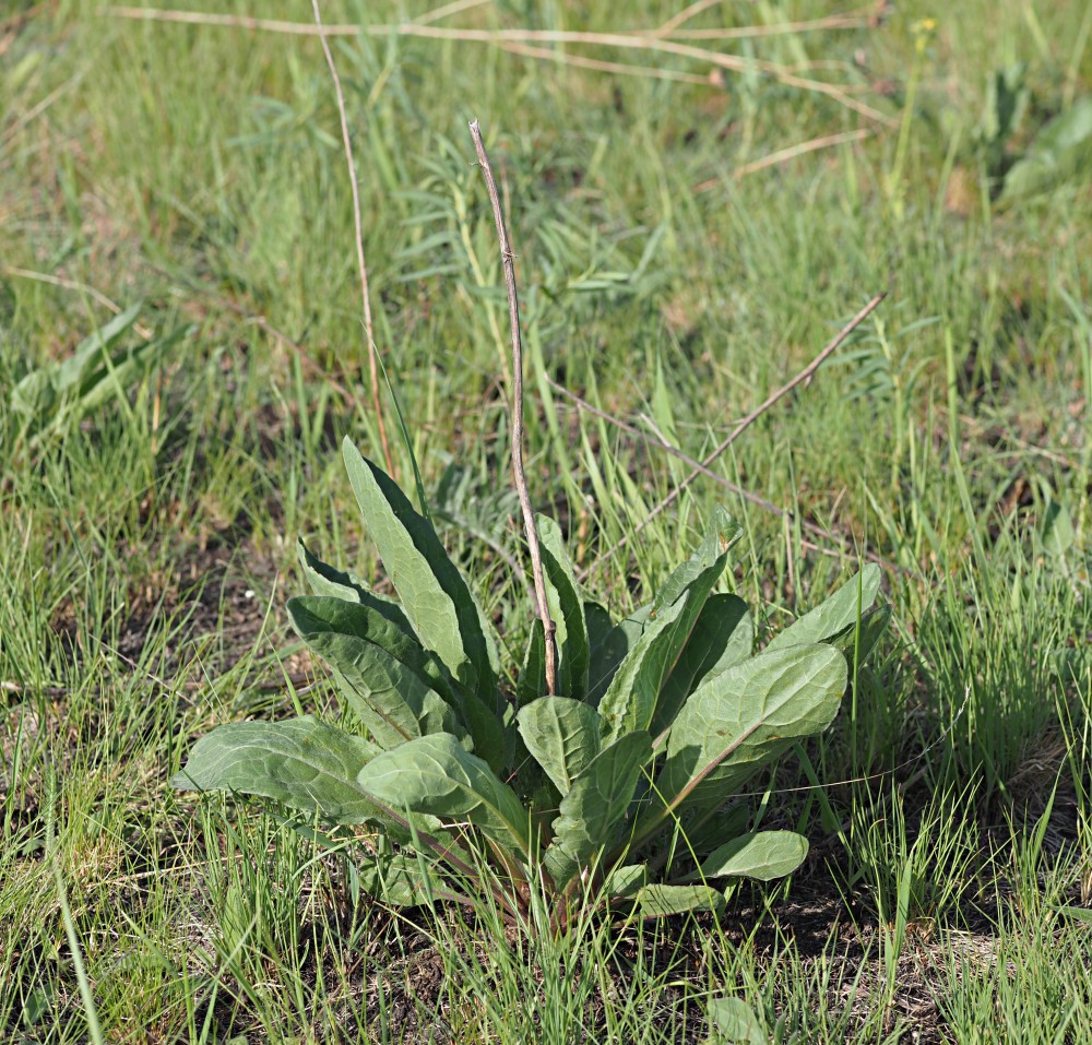 Изображение особи Senecio paucifolius.