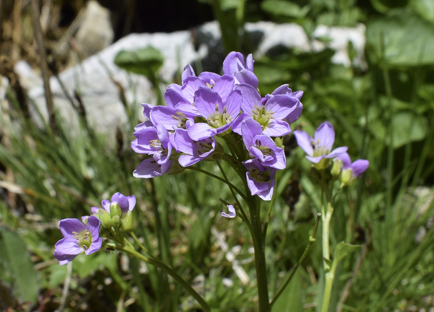 Изображение особи Cardamine raphanifolia.