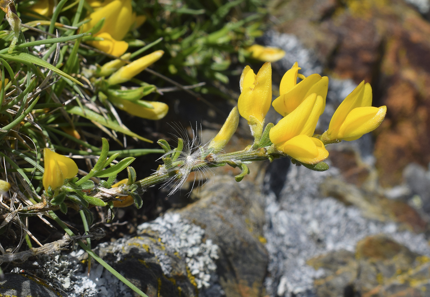 Изображение особи Genista pilosa.