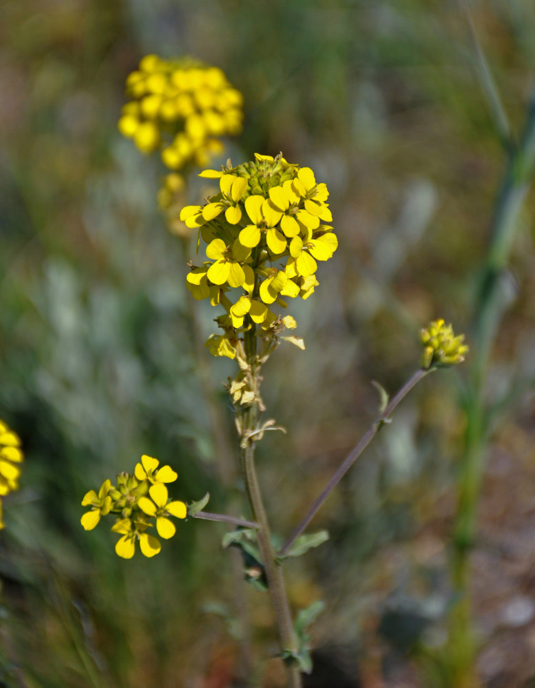 Image of Erysimum cuspidatum specimen.