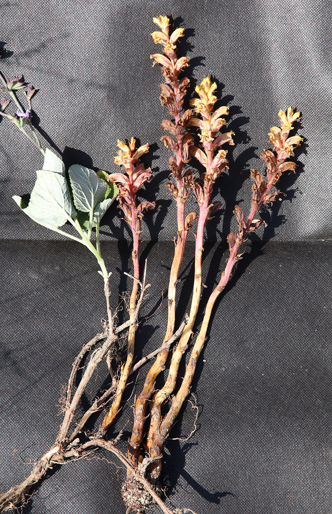 Image of Orobanche alba ssp. xanthostigma specimen.