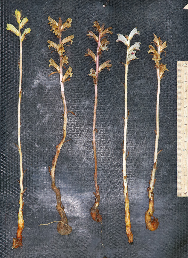 Image of Orobanche crenata specimen.