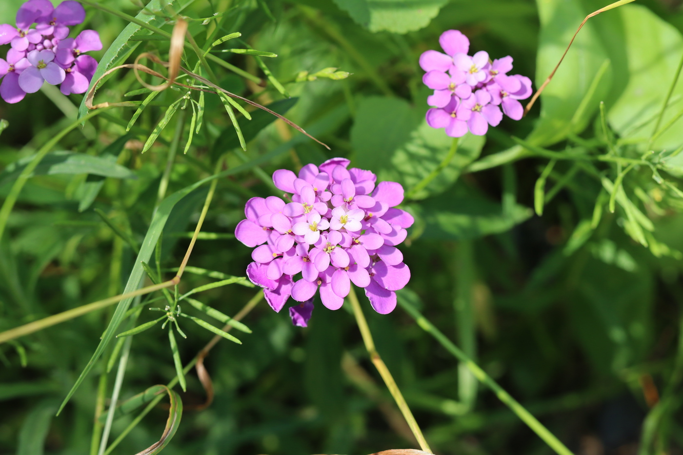 Image of Iberis umbellata specimen.