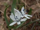 Scilla puschkinioides