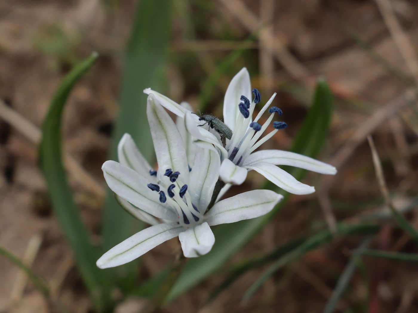 Изображение особи Scilla puschkinioides.