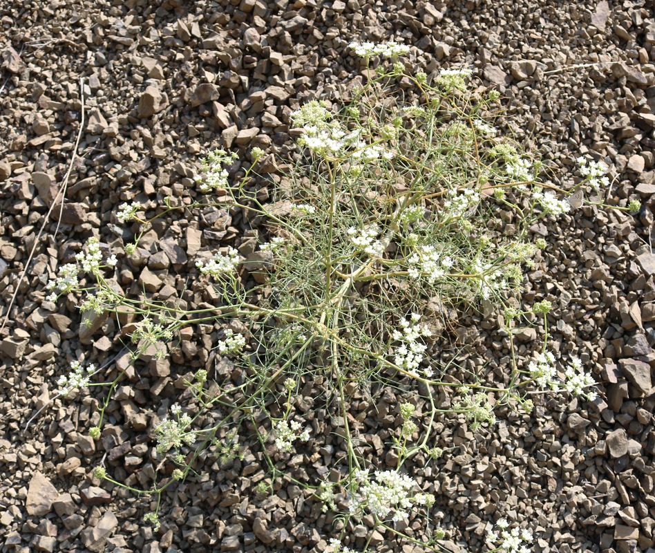 Image of familia Apiaceae specimen.