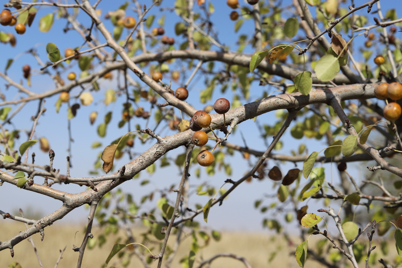 Image of Pyrus boissieriana specimen.