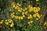 Senecio vernalis