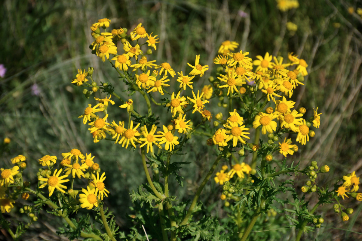 Image of Senecio vernalis specimen.