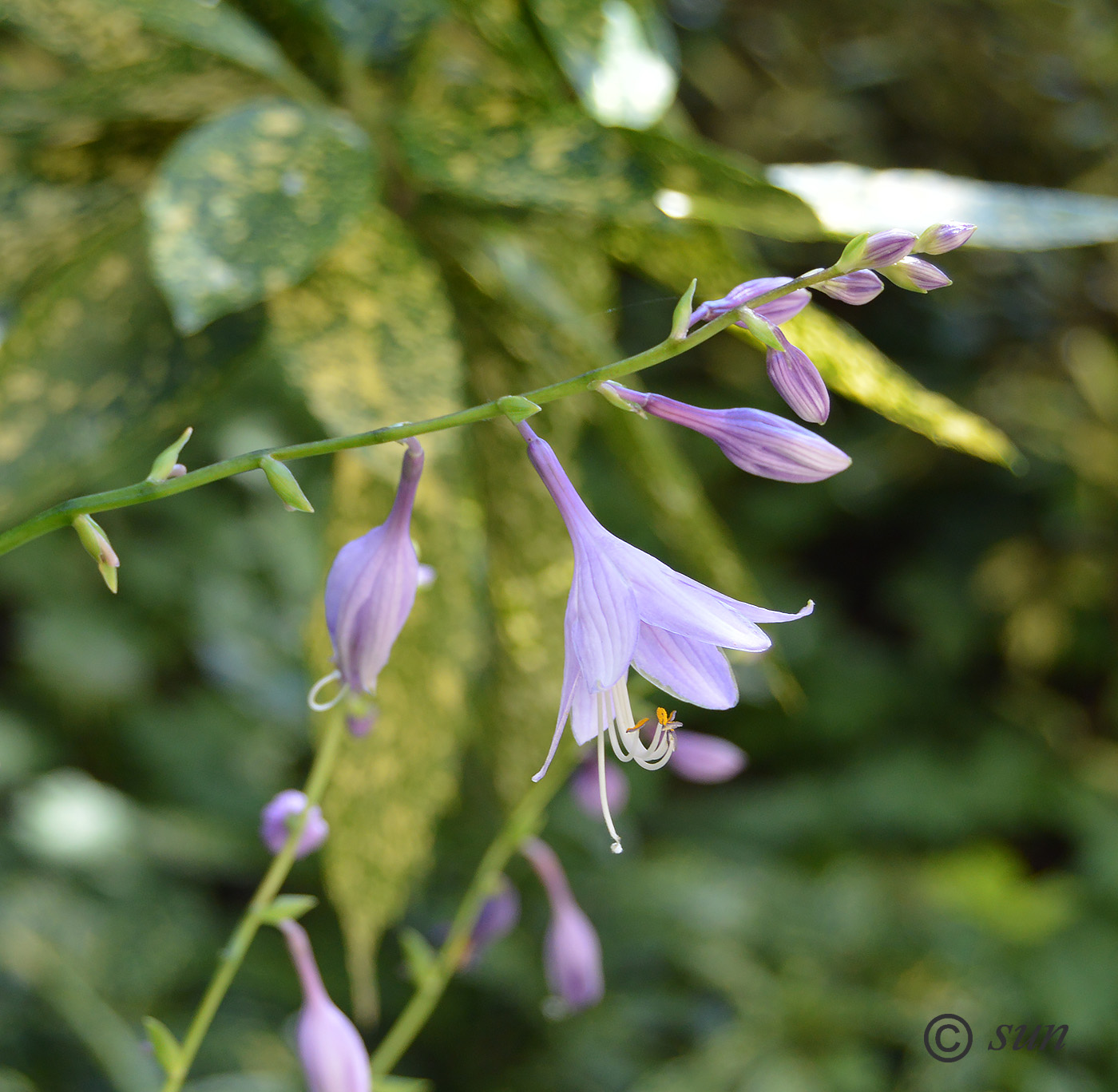 Изображение особи Hosta fortunei.