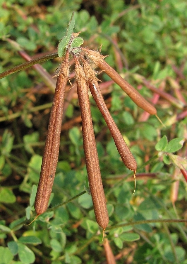 Изображение особи Lotus dvinensis.