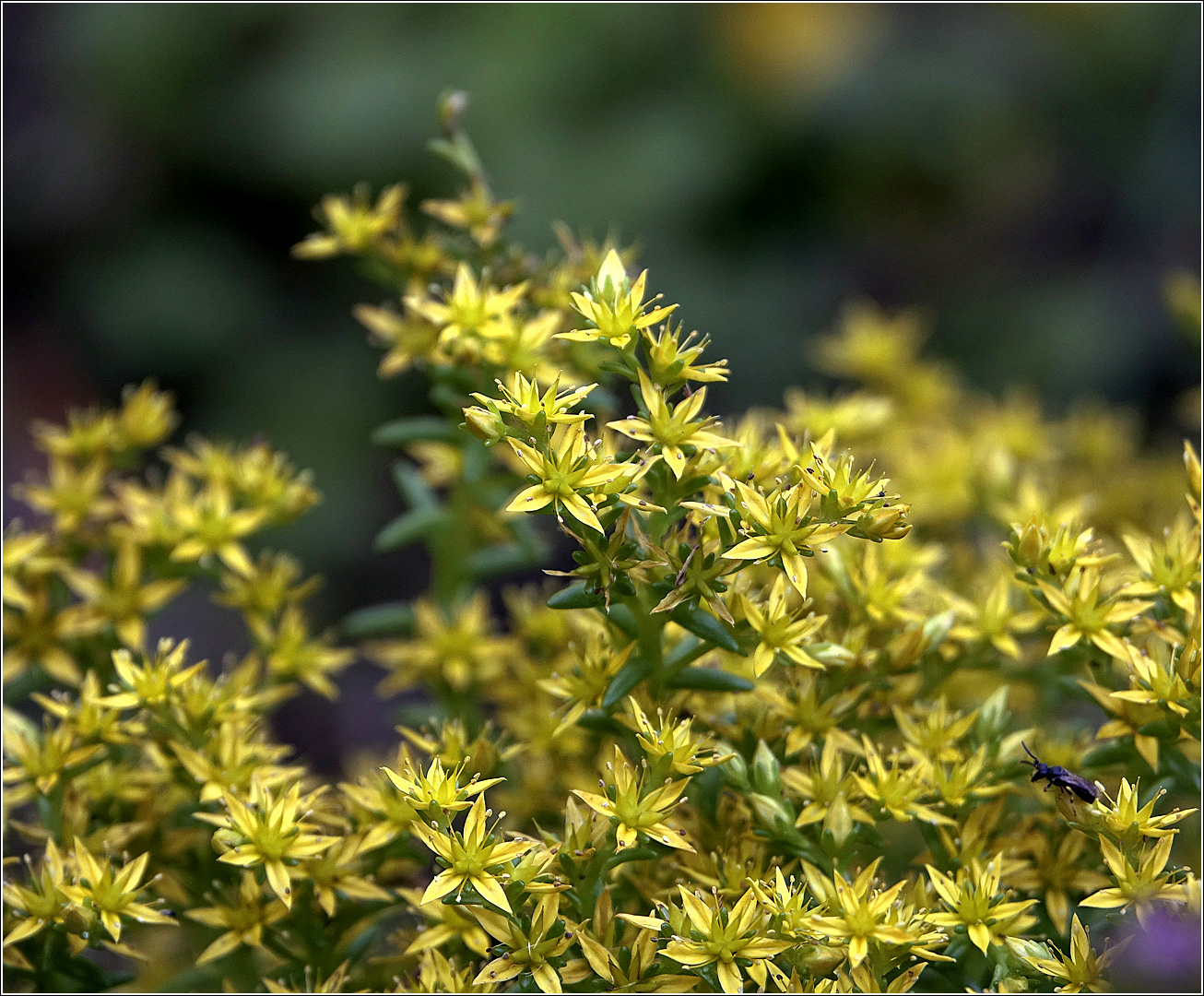 Изображение особи Sedum sexangulare.