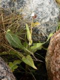 Sonchus humilis. Плодоносящее растение. Мурманская обл., Терский р-н, пгт Умба, рядом с гостиницей «Индель»; Кольский п-ов, Кандалакшский берег, кут губы Малая Пирья, каменистая супралитораль. 15.09.2021.