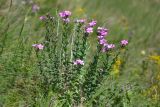 Linum hypericifolium. Цветущее растение. Республика Северная Осетия-Алания, Ирафский р-н, Большой Кавказ, восточный склон хр. Стурфарс, у тропы подъёма на пер. Дунта, ≈ 2160 м н.у.м., субальпийский луг. 06.07.2021.