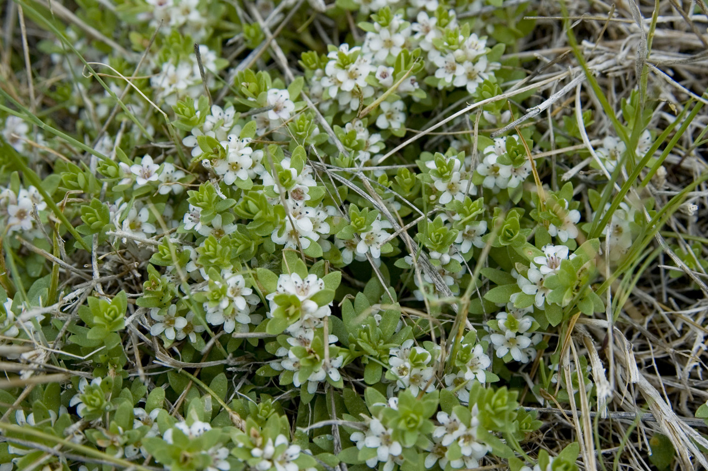 Image of Glaux maritima specimen.