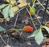 Arisaema amurense. Плодоносящие растения. Москва, Аптекарский огород, теневой сад, в культуре. 03.09.2021.