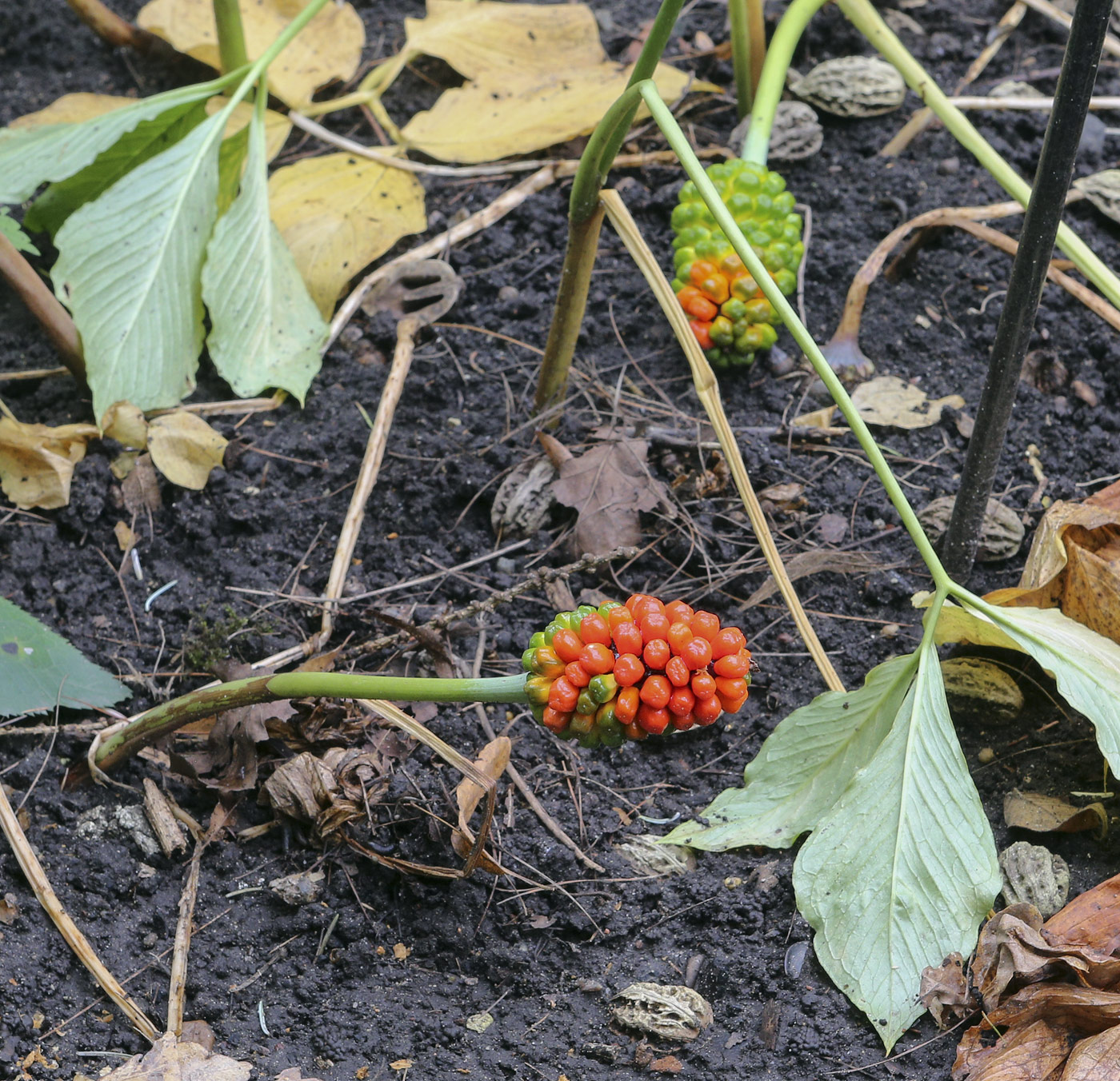 Изображение особи Arisaema amurense.