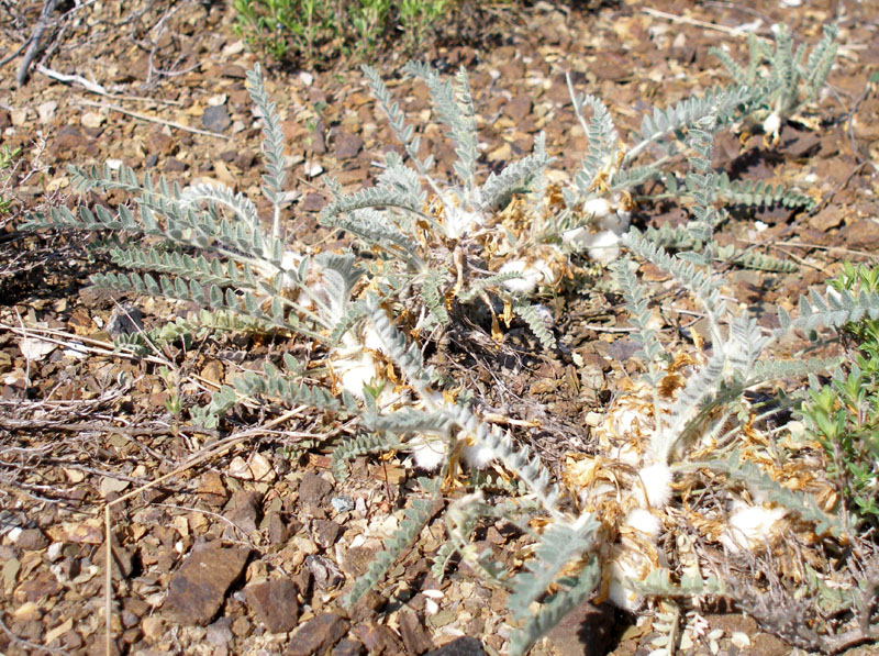 Изображение особи Astragalus testiculatus.